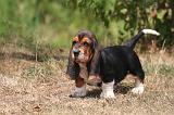 BASSET HOUND 163